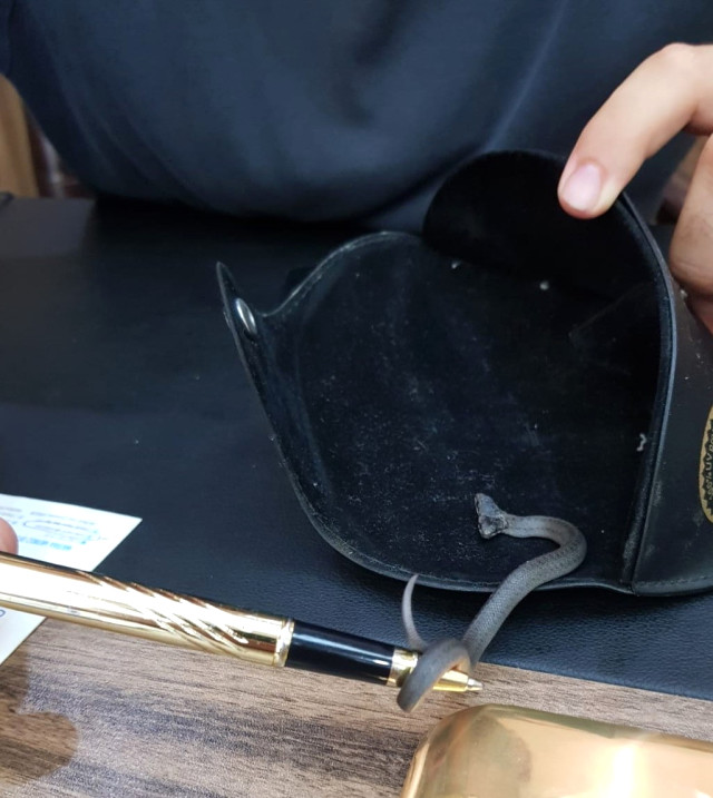 Tesadüfen Bulunan Çift Başlı Yılan, Görenleri Şaşkına Çevirdi