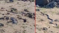 3 metrelik yılan şaşırttı