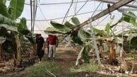 Adana'daki fırtınada yaklaşık 20 bin civciv telef oldu, muz serasında direkler devrildi