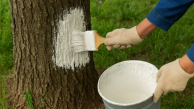 Ağaç gövdeleri neden boyanıyor?
