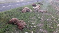 Aşağılık işgalci, toprağını gasp ettiği Filistinlilerin koyunlarını ezdi