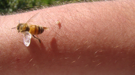 Bal arısı soktuktan sonra neden ölür ve iğnesi kalır?