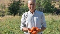 Demirci'nin susuz yetişen çeşni domatesinden yılda yaklaşık 6 bin ton üretiliyor