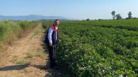Didim'de zararlıya rastlanmadı