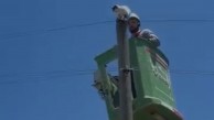 Elektrik direğinde mahsur kaldı! Yaramaz kedi ekipleri seferber etti