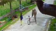 Evinin önünde oynayan çocuğa eşek saldırdı; o anlar kamerada