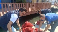 İzmir’de kaçak midye avcılarına darbe! Tonlarca midye denize iade edildi!