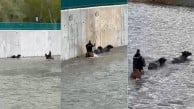Karabük'ün kovboyu atına atladığı gibi mandaları boğulmaktan kurtardı