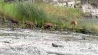 Kastamonu'da su içen üç karaca kamerada