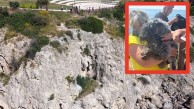 Kedi kovalamaya tövbe etti! Kediyi kovalayan köpek falezlerden aşağı düştü