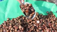 Kestane zamanı! Pazarda fiyatı 250 TL'ye çıkıyor