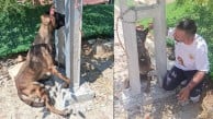 Köpeği zehirleyip direğe astılar