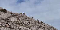 Koruma altındaki dağ keçileri böyle görüntülendi