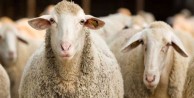 Küçükbaş ve büyükbaş hayvan kurbanlık fiyatları ne kadar? Koç, dana, koyun fiyatları
