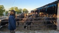 Kurban kesiminde yine çiftlikler tercih edildi