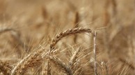 Küresel tahıl üretiminde rekor! IGC’den dikkat çeken tahmin