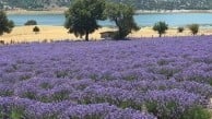 Kütahya'nın Sofça köyünde mor lavanta tarlası ziyarete açıldı