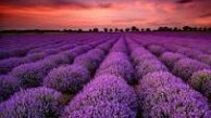 Lavanta tarlaları nerede? Ziyaret için en uygun zaman ne?