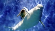 Marineland'de kabus bitti: 30 balinaya yeni hayat