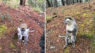 Ormanda şok! Mantar aramaya gitti maymun buldu