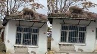 Sanki yerde ot bitti! Keçilerle büyüyen koyun çatıda otladı