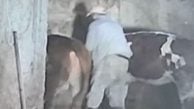Sevmek istediği inek sonu oluyordu! O anlar kameraya yansıdı!