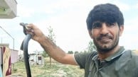 Siirt'te evine giren yılanı eliyle yakaladıy