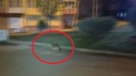 Sinop’ta yiyecek arayan çakal şehir merkezinde görüntülendi