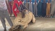 Somali'den Cumhurbaşkanı Erdoğan'a Dua ve Kurban Bağışı