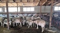 Tekirdağ'da 120 Lacaune koyunuyla süt üretiyor, işletmeyi çocuklarına bırakmak istiyor