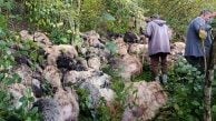 Trabzon'da uçurumdan atlayan 184 koyun telef oldu