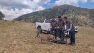 Yaralı halde bulunmuştu! Tedavisinin ardından yeniden doğaya bırakıldı