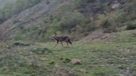 Yiyecek arayan çakal yerleşim yerine indi