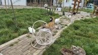 Yozgat'taki Evcil Köy'de 836 köpek ve 32 kedi yaklaşık 60 dönümlük alanda yaşıyor