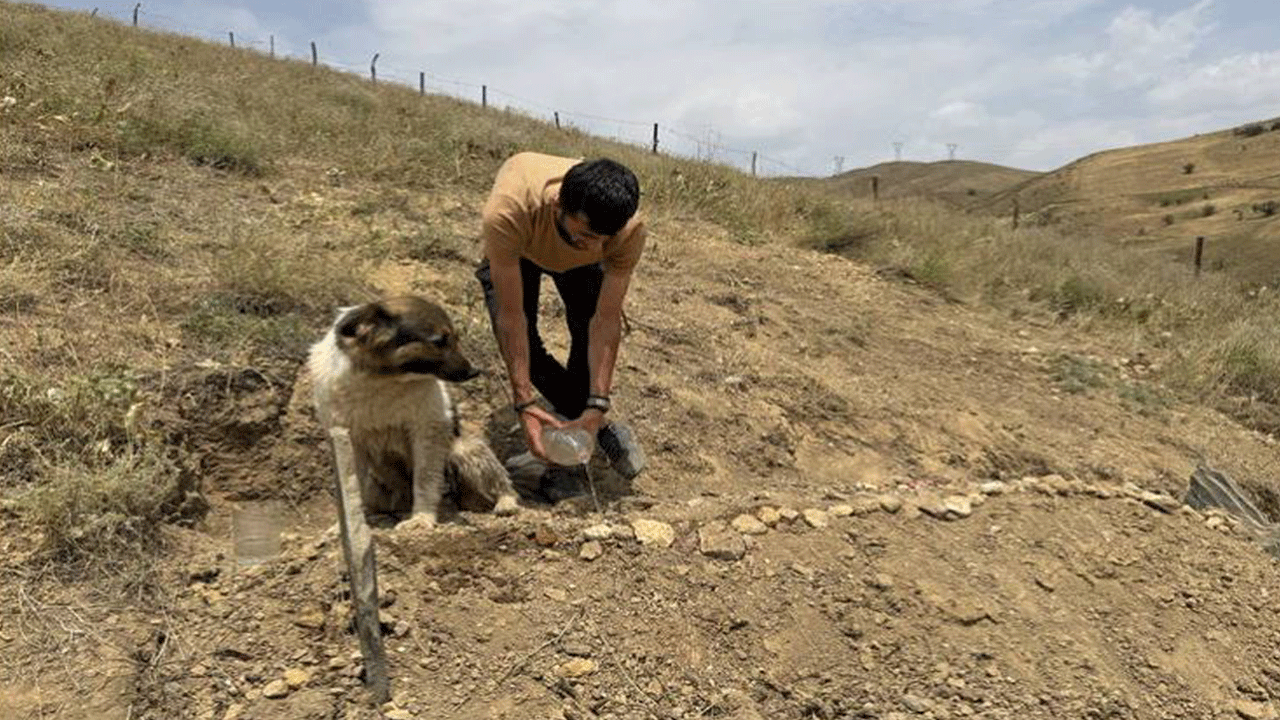 10 gün oldu sahibinin mezarından ayrılmıyor