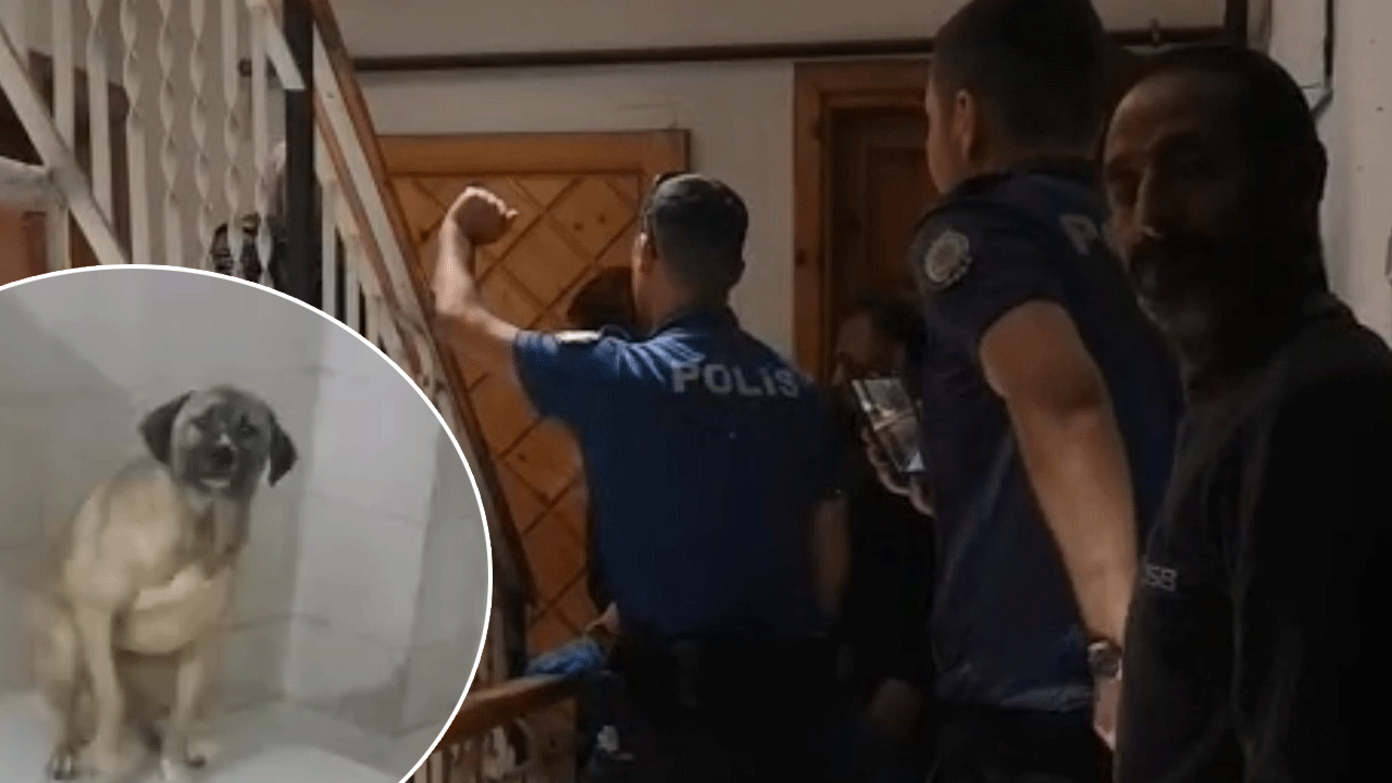 12 sokak köpeğiyle birlikte yaşadığı daireyi çöp eve çeviren ve bütün mahalleyi yaşanmaz hale getiren kiracı, kelepçelenerek gözaltına alındı