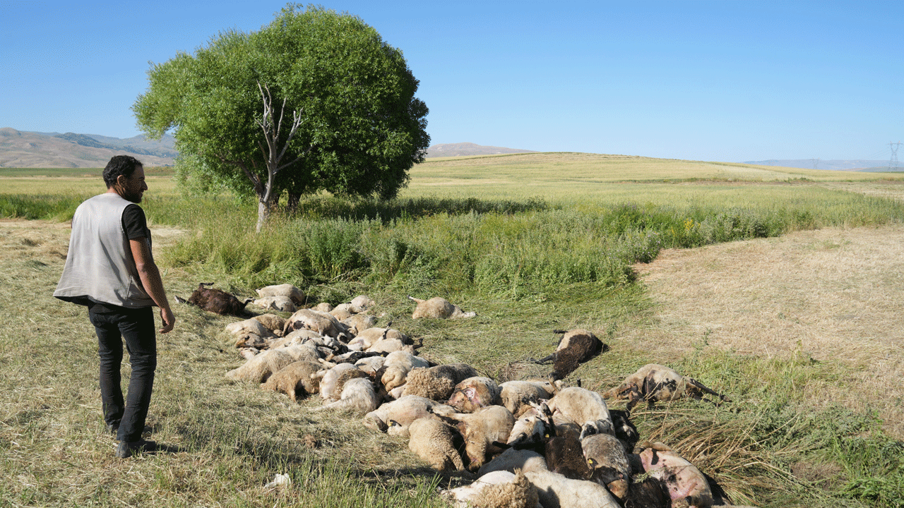 1500 koyunun bulunduğu sürü ürktü, 150’si telef oldu