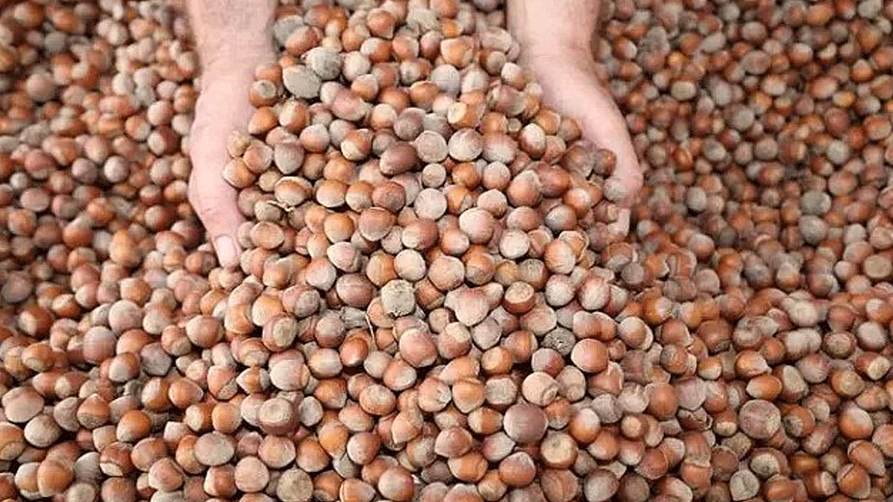 2 ton fındık çalan 3 hırsız tutuklandı