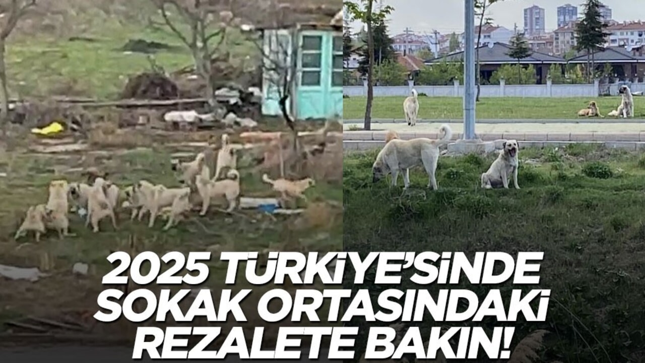 2025'te sokak ortasındaki görüntüye bak!