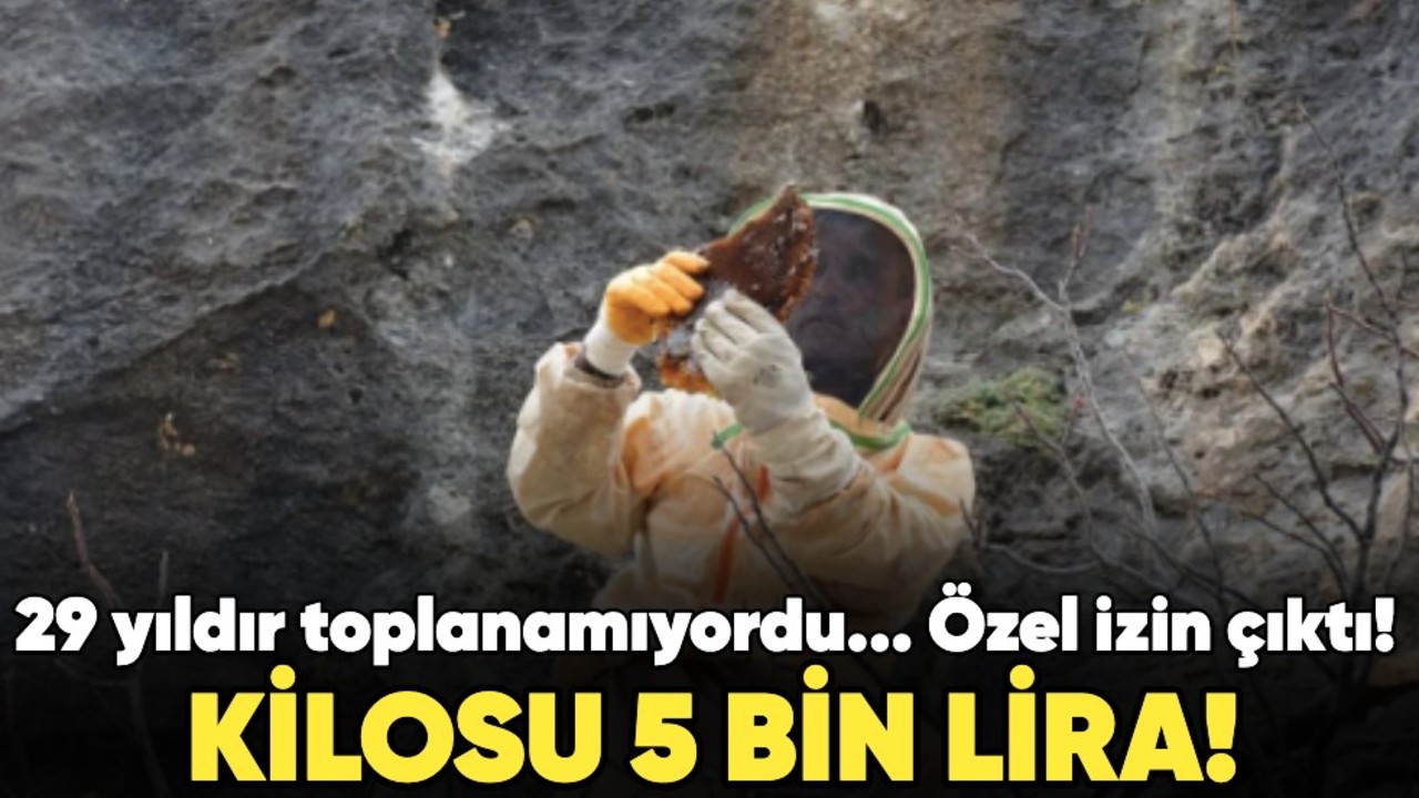 29 yıldır toplanamıyordu... Özel izin çıktı! Kilosu 5 bin lira