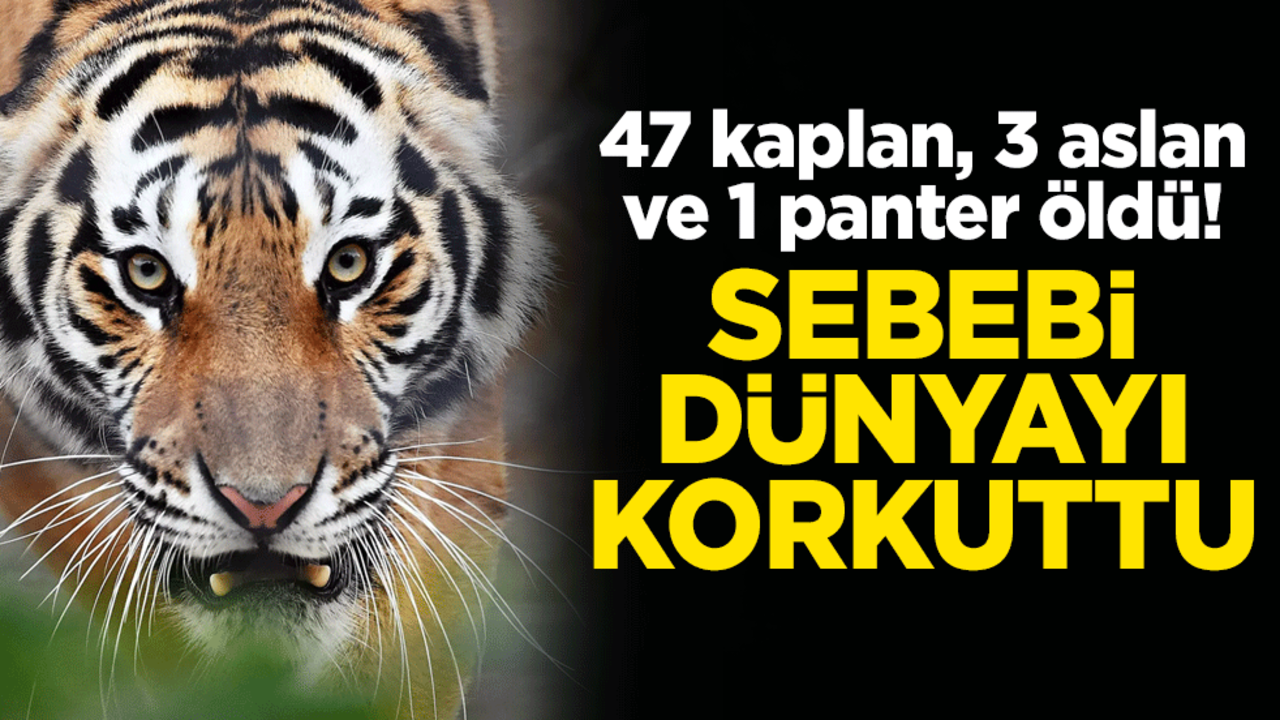 47 kaplan, 3 aslan ve 1 panter öldü! Sebebi dünyayı korkuttu