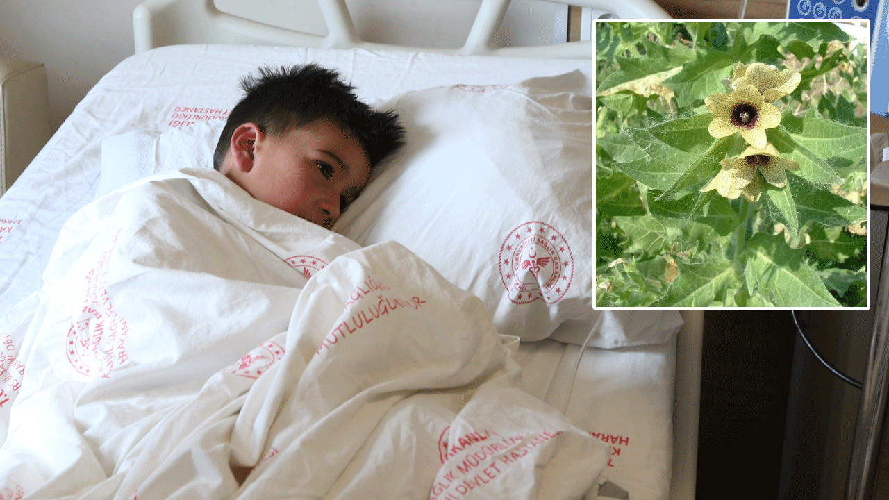 8 çocuk arazide yetişen bir otu yedi: Halüsinasyon görüp nöbet geçirmeye başladı