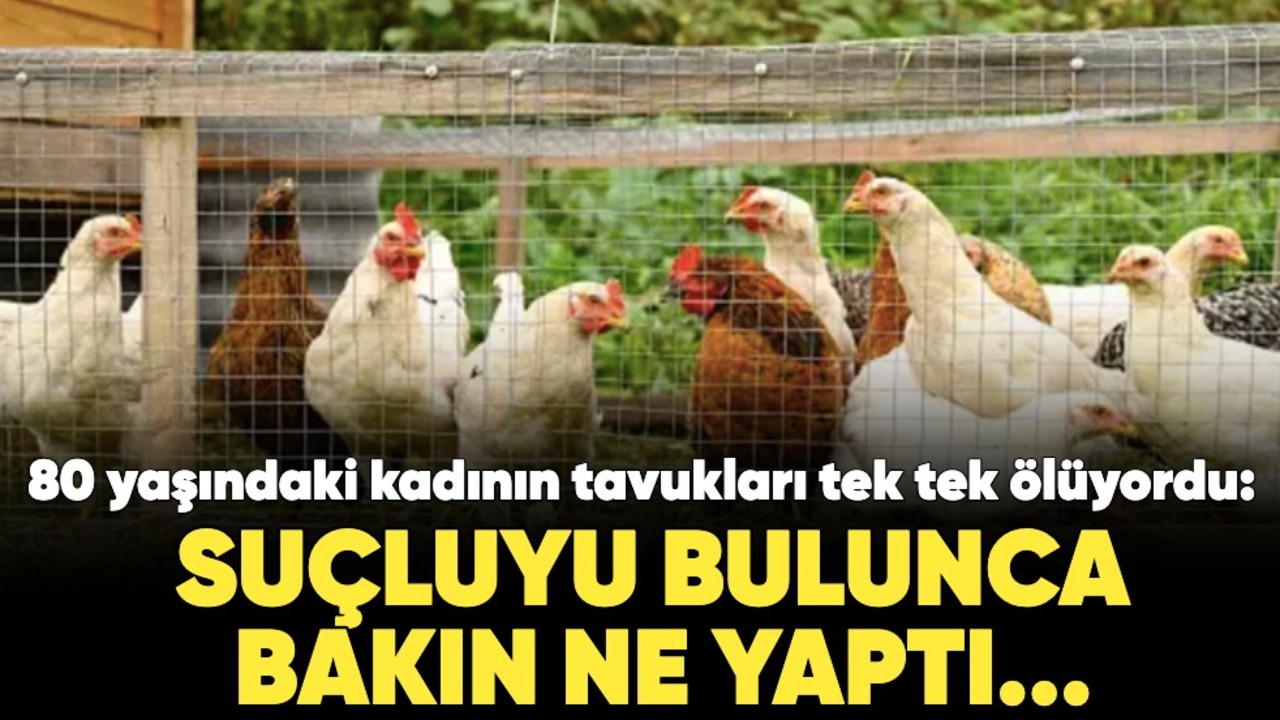 80 yaşındaki kadının tavukları tek tek ölüyordu: Suçluyu bulunca bakın ne yaptı...
