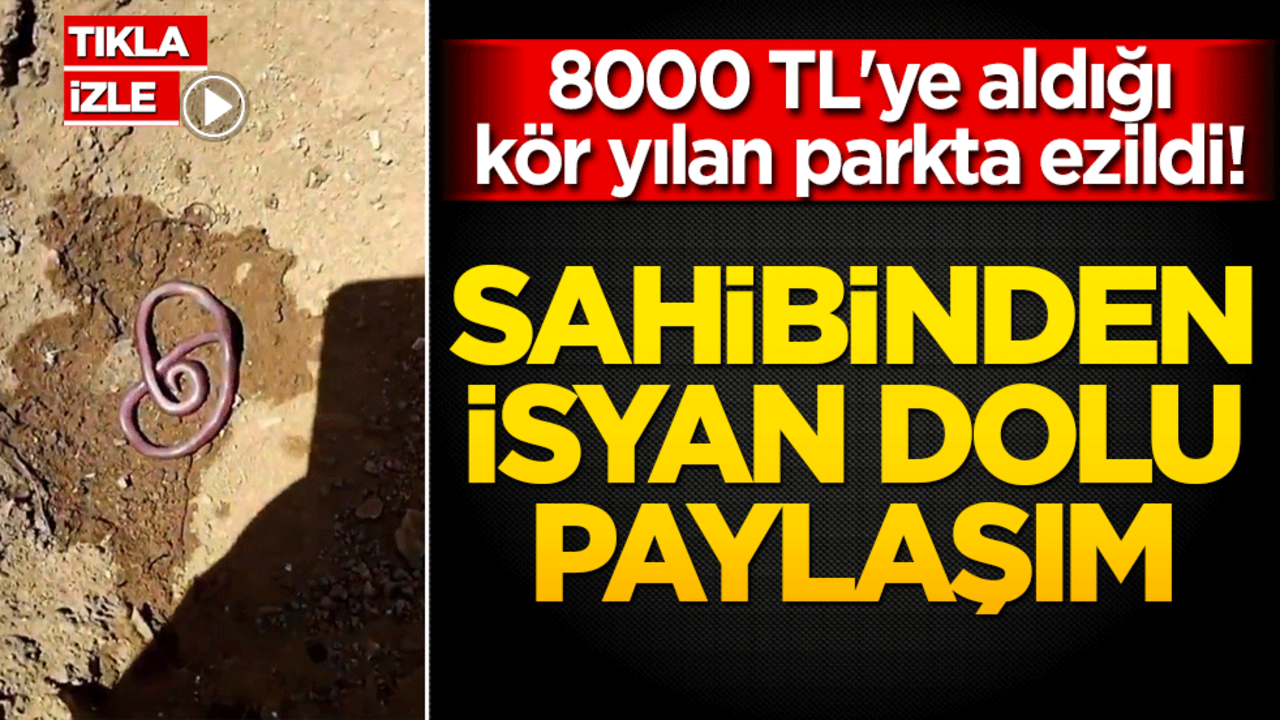 8000 TL'ye aldığı kör yılan parkta ezildi! Sahibinden isyan dolu paylaşım