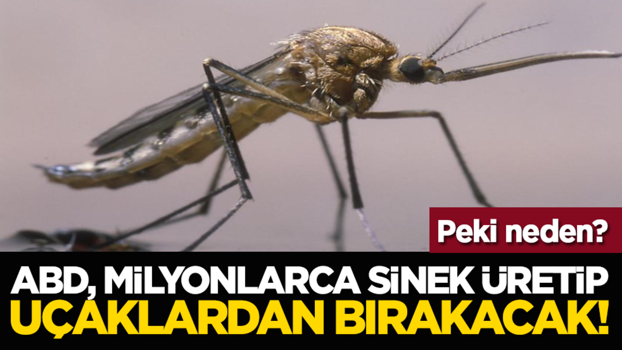 ABD, milyonlarca sinek üretip uçaklardan bırakacak! Peki neden?