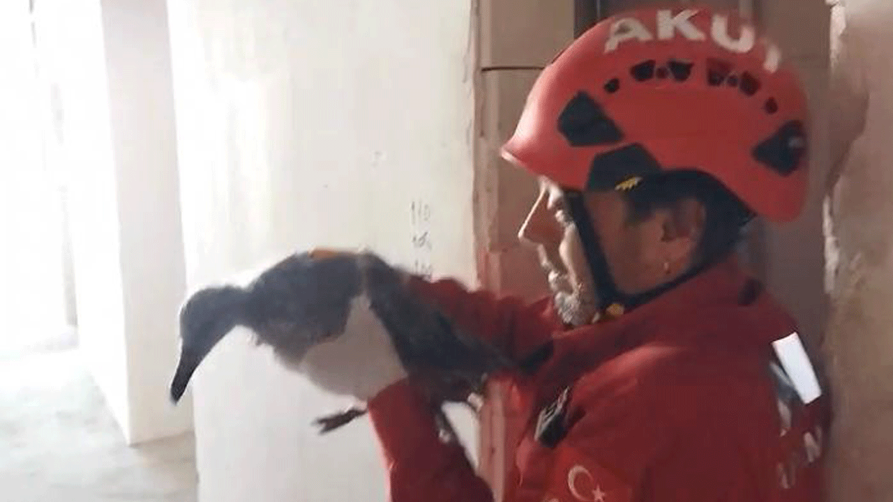 AFAD'dan martı operasyonu: Apartman boşluğunda sıkışan martı kurtarıldı
