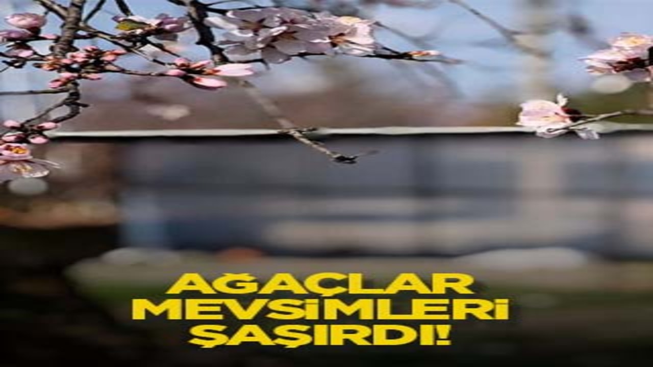 Ağaçlar mevsimleri şaşırdı!