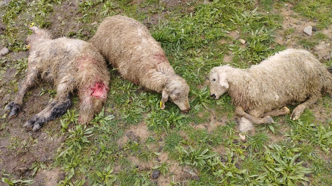 Ağıla giren kurtlar 15 kuzuyu telef etti, 15’ini yaraladı, 30’unu da alıp götürdü!