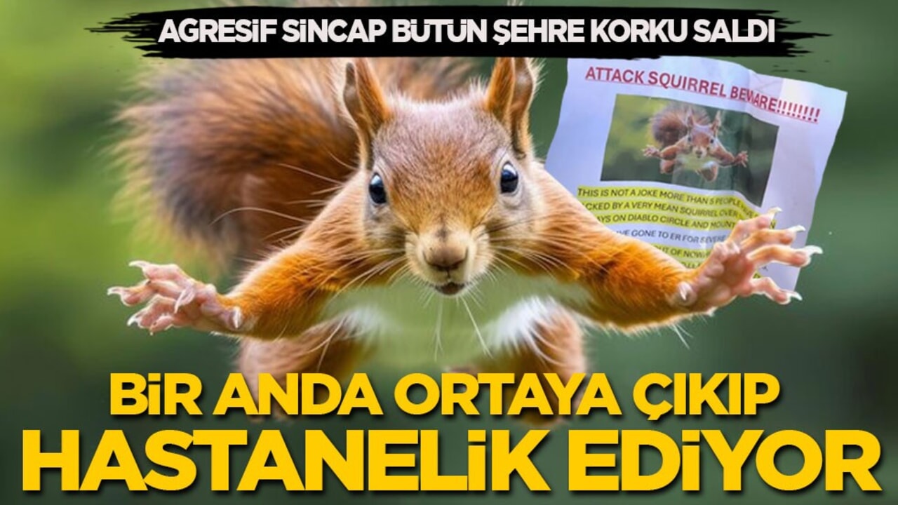 Agresif sincap bütün şehre korku saldı: Bir anda ortaya çıkıp hastanelik ediyor!