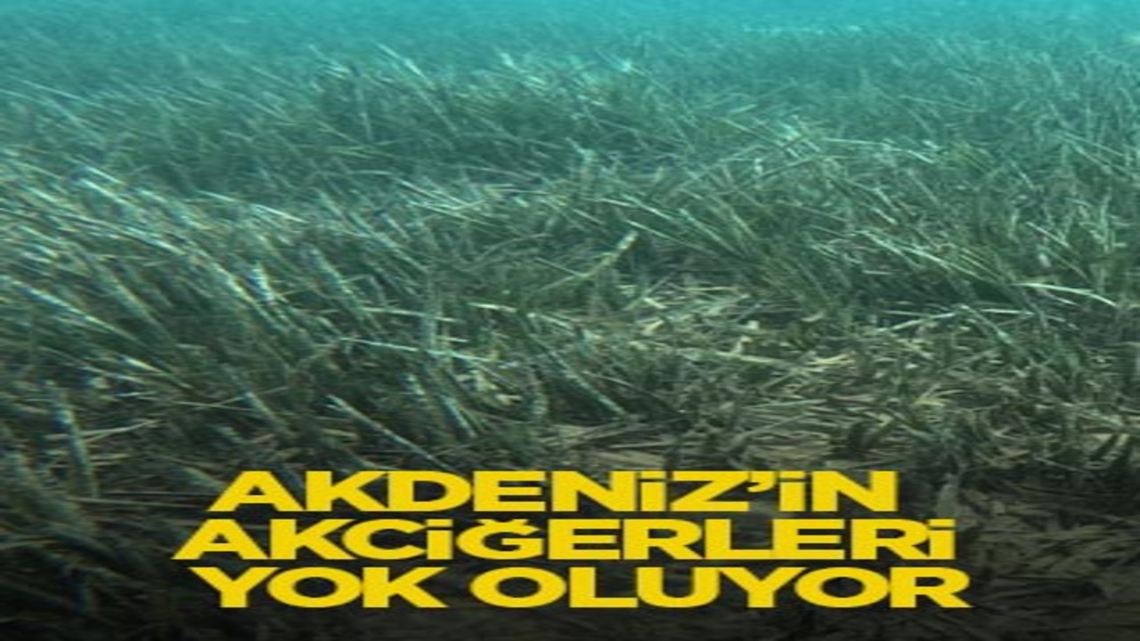 Akdeniz’in akciğerleri yok oluyor